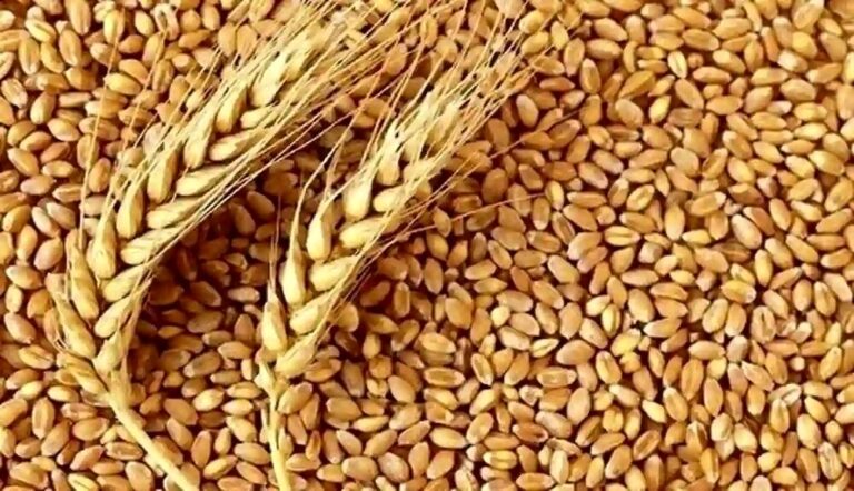 بالاخره زمان اعلام قیمت خرید تضمینی گندم مشخص شد
