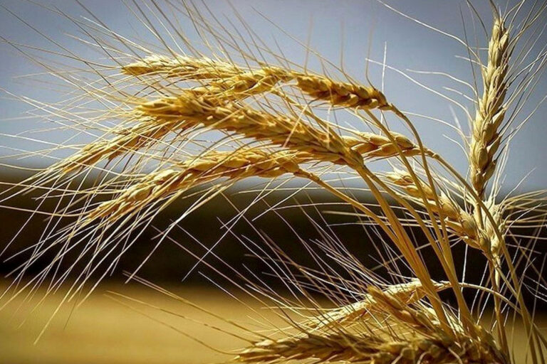 خرید تضمینی گندم از ۹.۵ میلیون تن گذشت