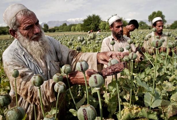 این ۳ کشور بزرگترین تولیدکننده تریاک دنیا هستند