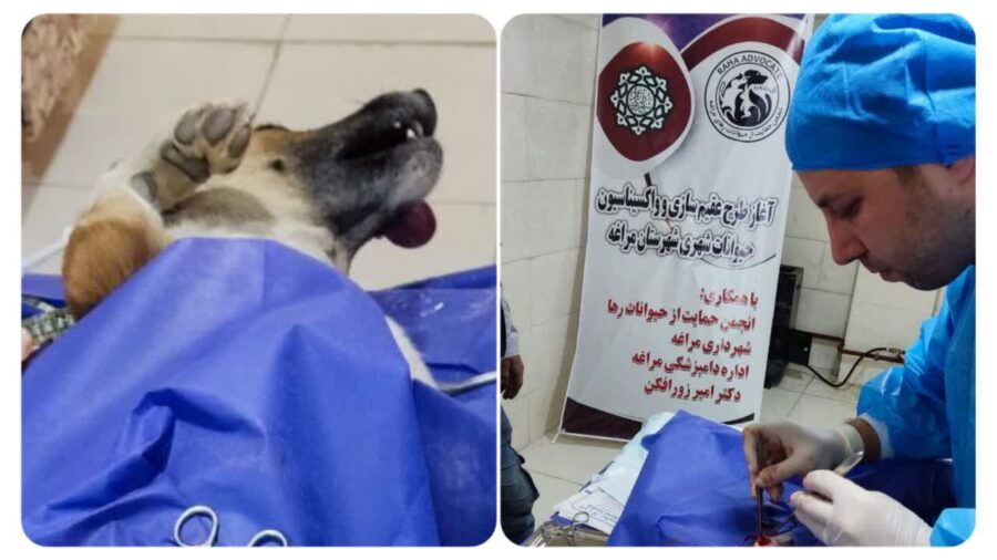 آغاز عملیات عقیم‌سازی سگ‌های بلاصاحب در شهر مراغه