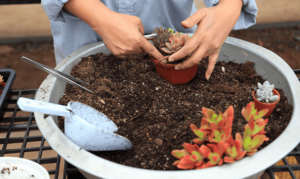 ویژگی‌های خاک مناسب برای گلدان
