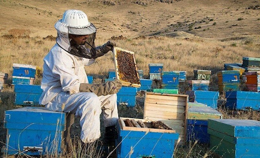 مراغه، قطب تولید عسل آذربایجان شرقی