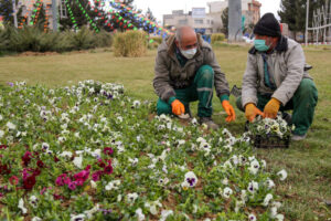 کاشت ۱۵ هزار گلدان گل برای استقبال از سال نو