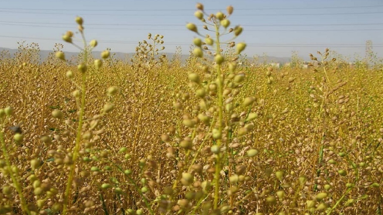 کاملینا، راهی برای رونق اقتصادی و حفظ خاک در مراغه