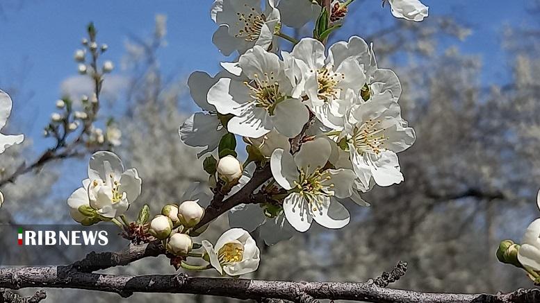 شکوفه‌های آلوچه، نگاره‌ای از بهار در مراغه