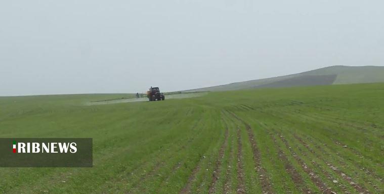 بارندگی، فرصتی برای مبارزه با علف‌های هرز در مزارع آذربایجان شرقی