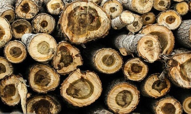 قاچاق چوب در مراغه: زخمی بر پیکره منابع ملی