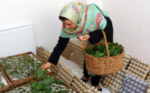 حمایت ۱۵ میلیاردی از کارآفرینان خانگی در مراغه