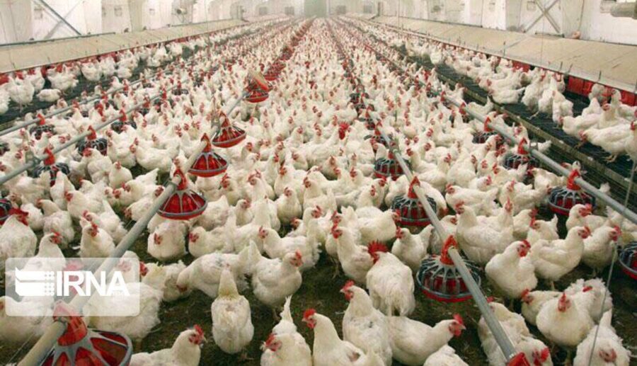 15 درصد افزایش جهش تولید مرغ در مراغه در یک سال