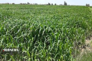 پیش‌بینی تولید ۳۰۰ تن بذر علوفه در مزارع دیم کشور