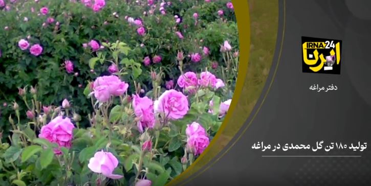 افزایش کشت گل محمدی در مراغه