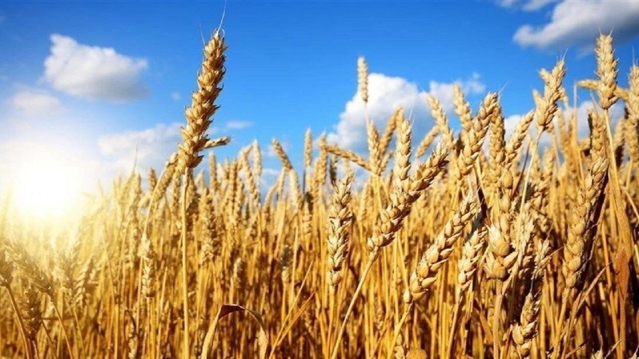 خرید ۴۰۰۰ تن گندم اضافی از کشاورزان در مراغه