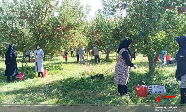 بانوان جهادگر: از سیب‌چینی تا تأمین جهیزیه