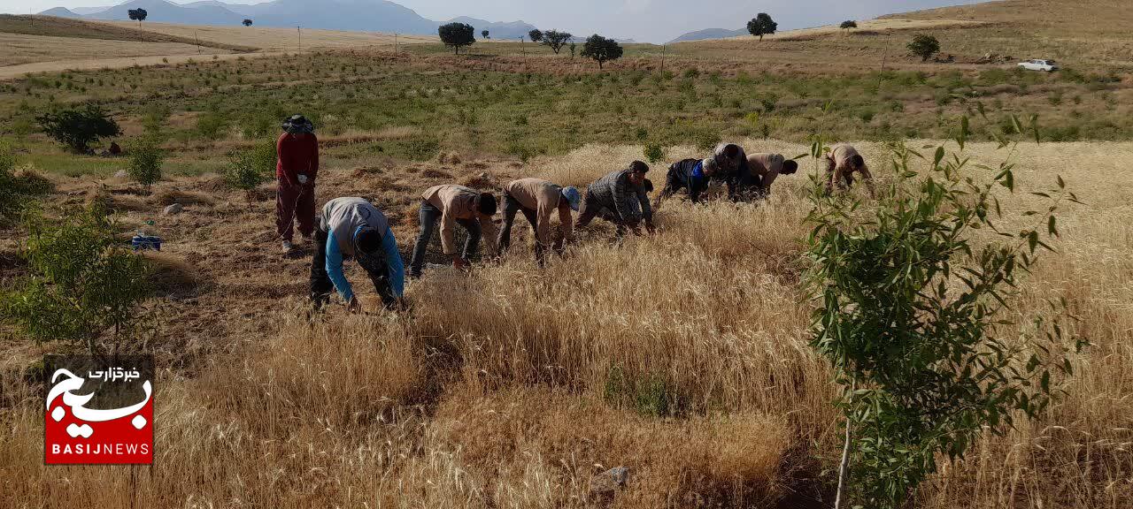 مسجد روستای سفلی چوان در مراغه، راهگشای پیشرفت بسیج