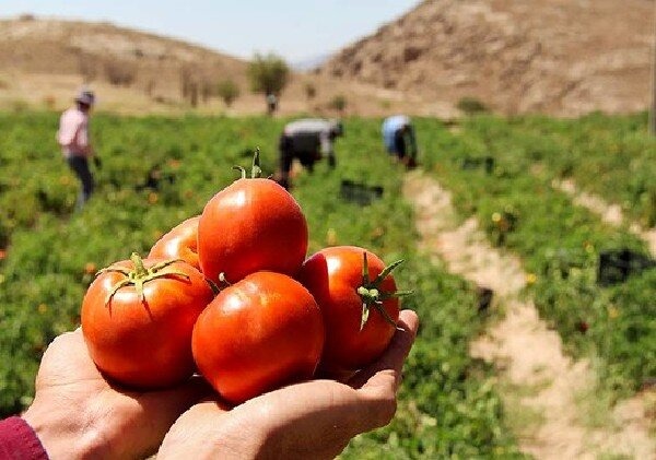 هیدروپونیک عمودی: آینده کشاورزی پایدار