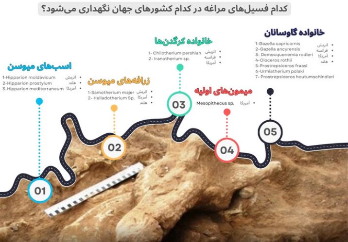 فسیل‌های مراغه: محل نگهداری در موزه‌های بین‌المللی کدامند؟