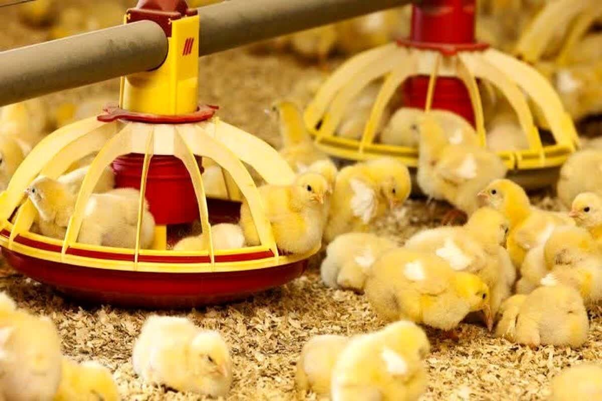 افزایش ۱۲۰ درصدی جوجه‌ریزی در مرغداری‌های مراغه؛ گامی در تأمین نیاز بازار