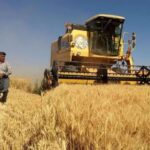 بازنگری در قیمت خرید تضمینی گندم در راه است؟