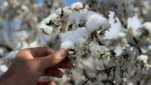 سرمای بهاره، باغداران مراغه را با ضرر ۷ هزار میلیاردی مواجه کرد