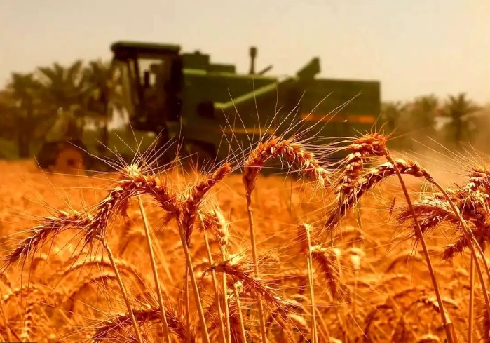 آذربایجان شرقی، سومین استان کشور در سطح زیرکشت گندم