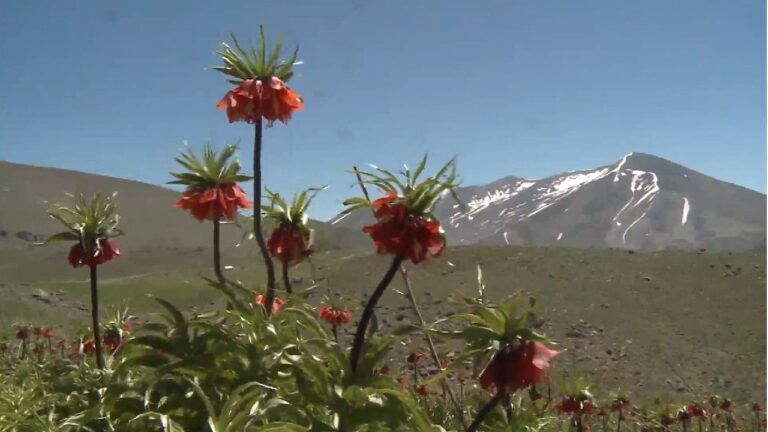 شکوفایی لاله‌های واژگون در دامنه‌های سهند مراغه