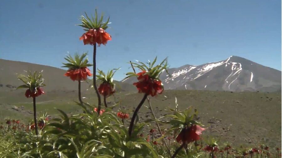 شکوفایی لاله‌های واژگون در دامنه‌های سهند مراغه