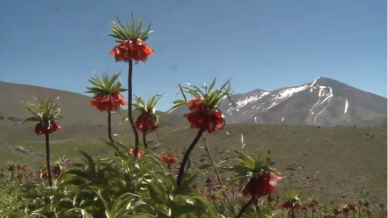 شکوفایی لاله‌های واژگون در دامنه‌های سهند مراغه