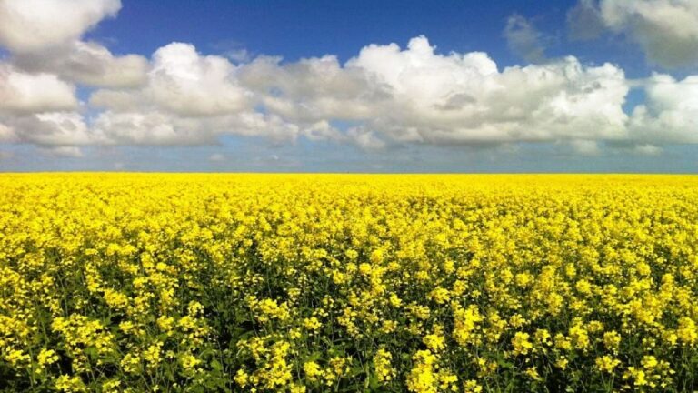 مراغه میزبان روز مزرعه برای کارشناسان جهاد کشاورزی استان