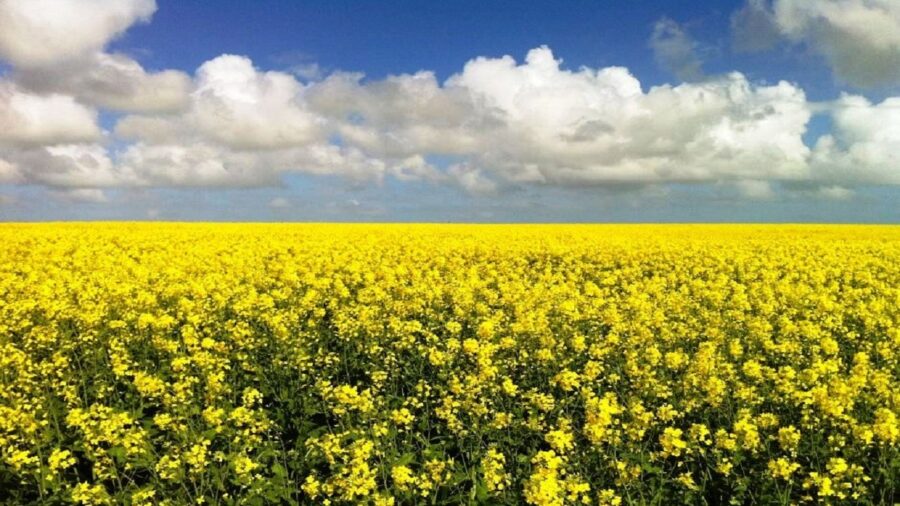 مراغه میزبان روز مزرعه برای کارشناسان جهاد کشاورزی استان