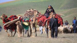 تردد دام‌های غیرمجاز در مراتع سهند مراغه