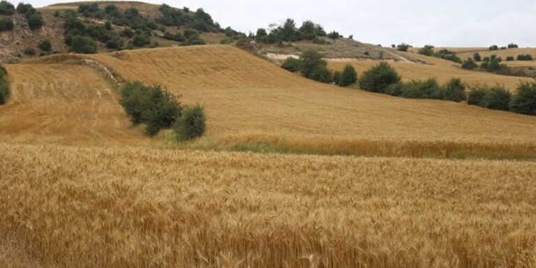 نیمی از زراعت کشور در اراضی دیم انجام می‌شود