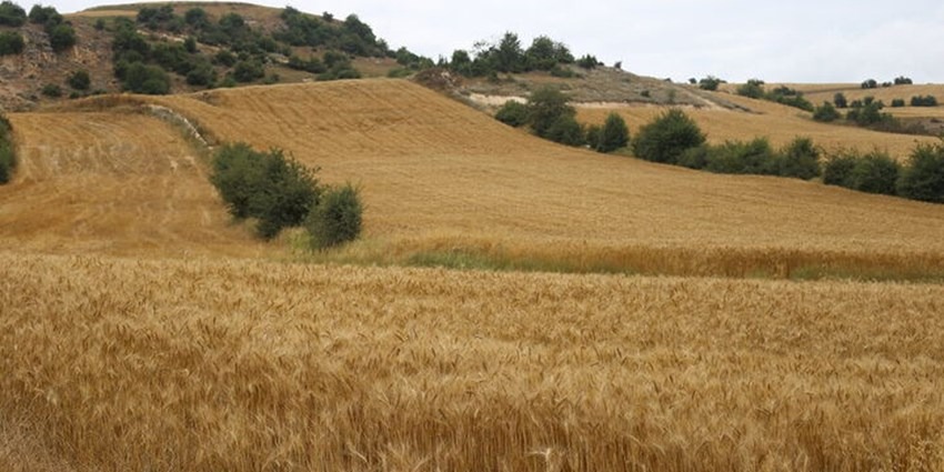 نیمی از زراعت کشور در اراضی دیم انجام می‌شود