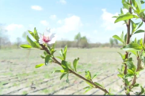 مدرن‌سازی باغ‌های سنتی مراغه با هدف افزایش بهره‌وری