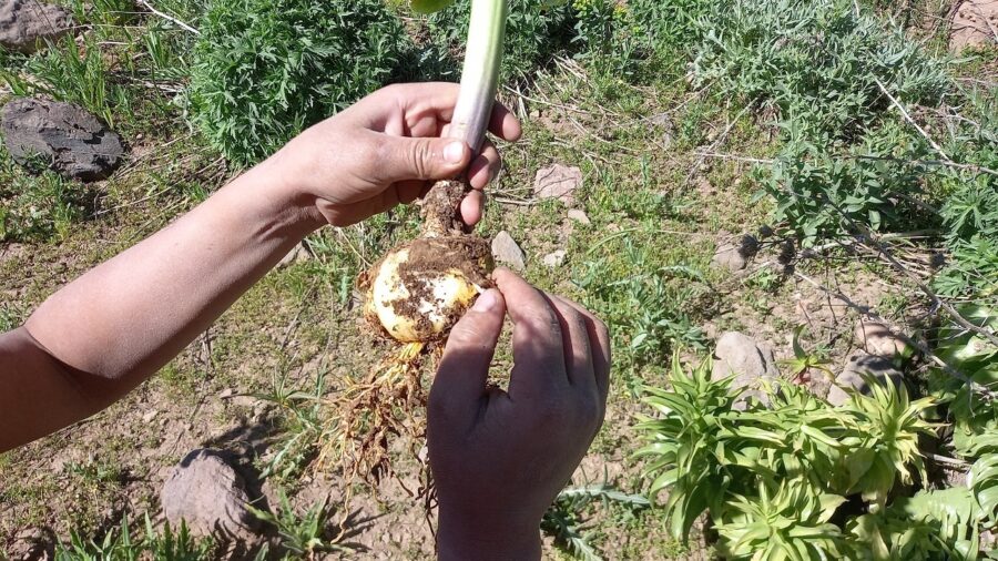 مقابله مؤثر با تخریب منابع طبیعی در شهرستان مراغه