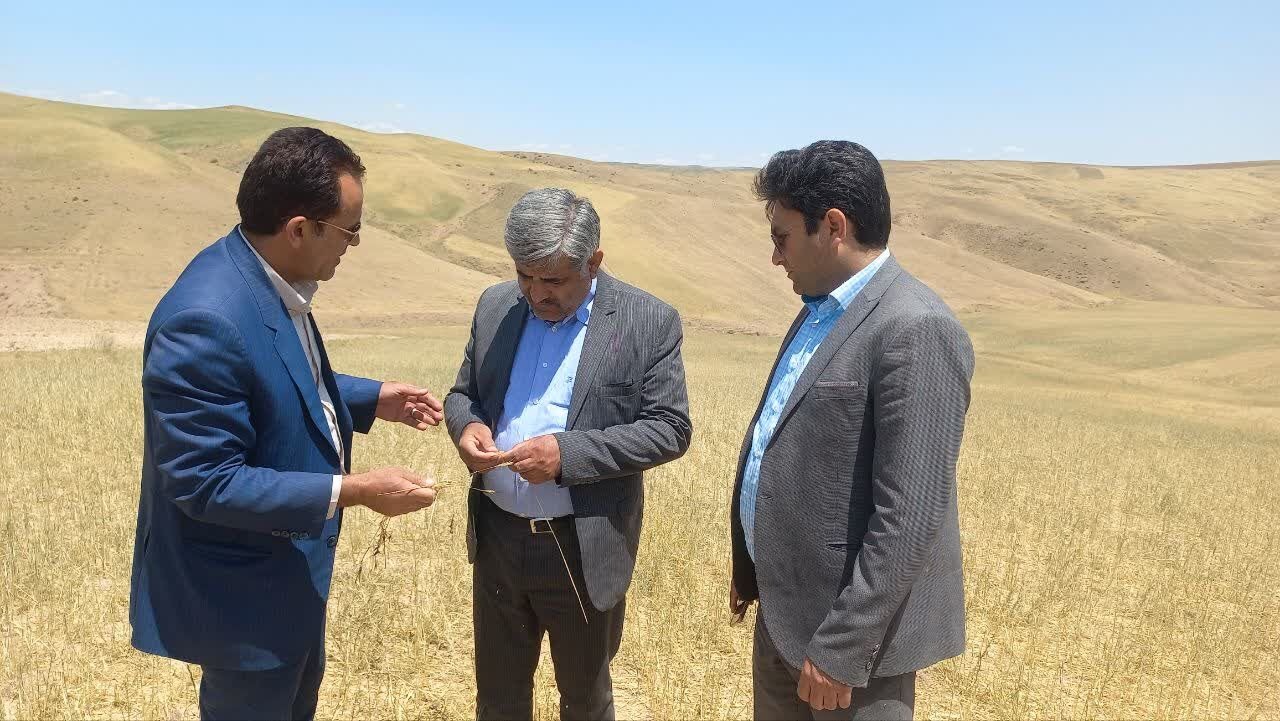 پیش‌بینی غرامت ۱۳۰ هزار میلیارد ریالی برای زراعت گندم