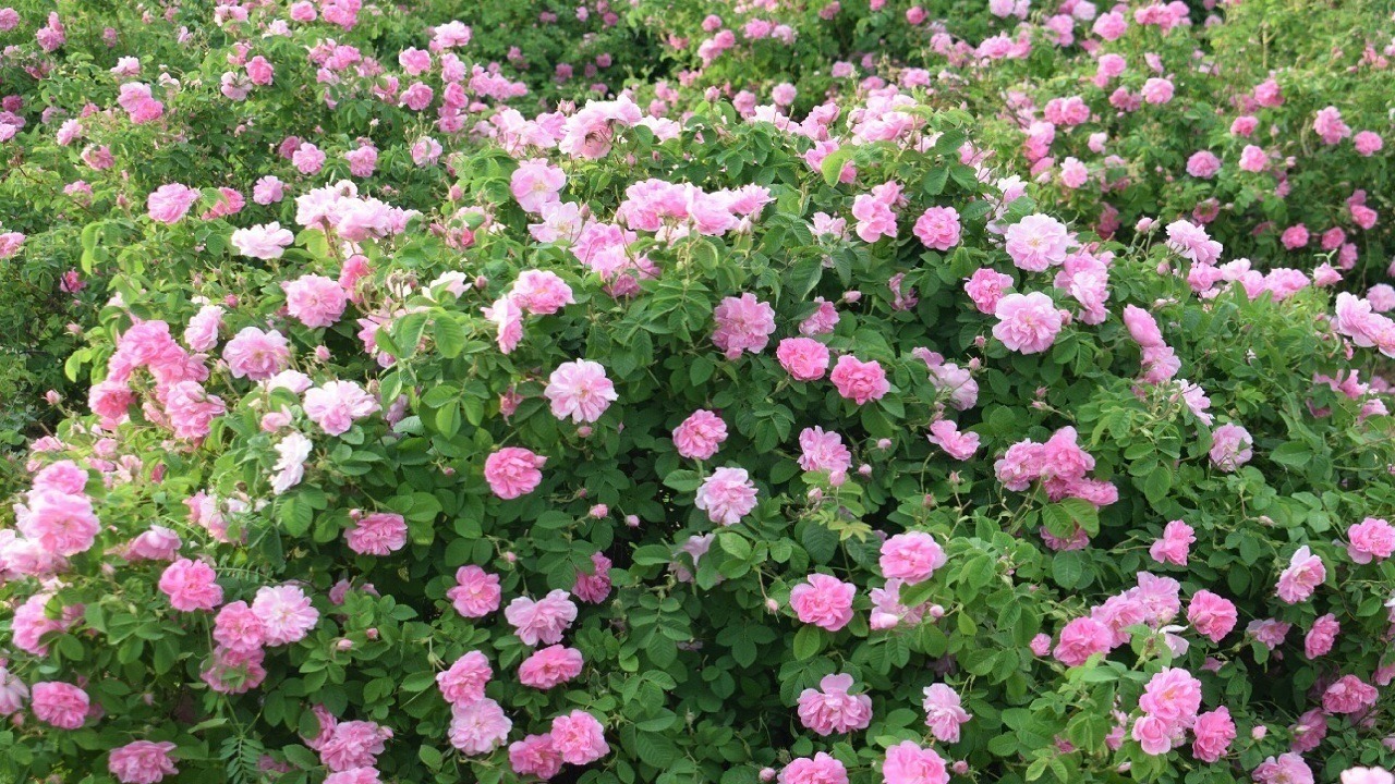 گسترش کشت و توسعه پرورش گل محمدی در مراغه