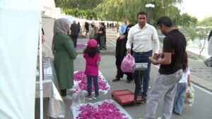 جشنواره گلاب‌گیری در مراغه برگزار شد