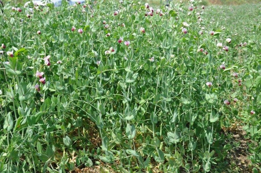 افزایش استقبال کشاورزان مراغه از کشت نخود علوفه‌ای دیمی