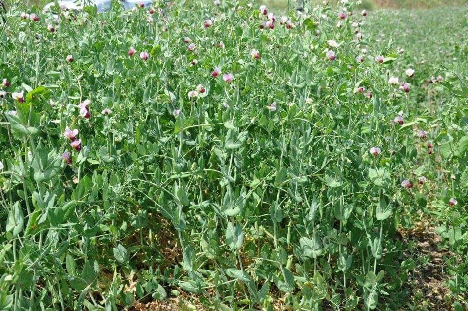 افزایش استقبال کشاورزان مراغه از کشت نخود علوفه‌ای دیمی