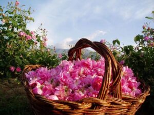 برداشت ۴ هزار تن گل محمدی از باغات آذربایجان شرقی به پایان رسید