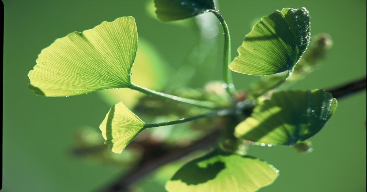 برگ‌های جینکو و جریان خون