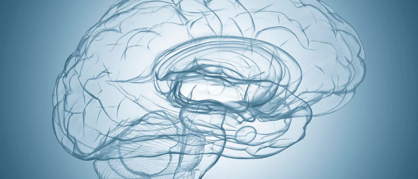 کراتین، مکمل عضله حیاتی برای عملکرد مغز