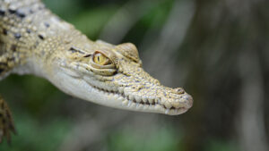 تولد ۷۰ بچه‌گاندو در ایران؛ جهشی تاریخی در حفاظت از گونه‌های در خطر