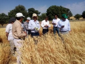 چالش خشکسالی، پاسخ دانش‌بنیان؛ مؤسسه دیم نسخه تولید پایدار ارائه داد