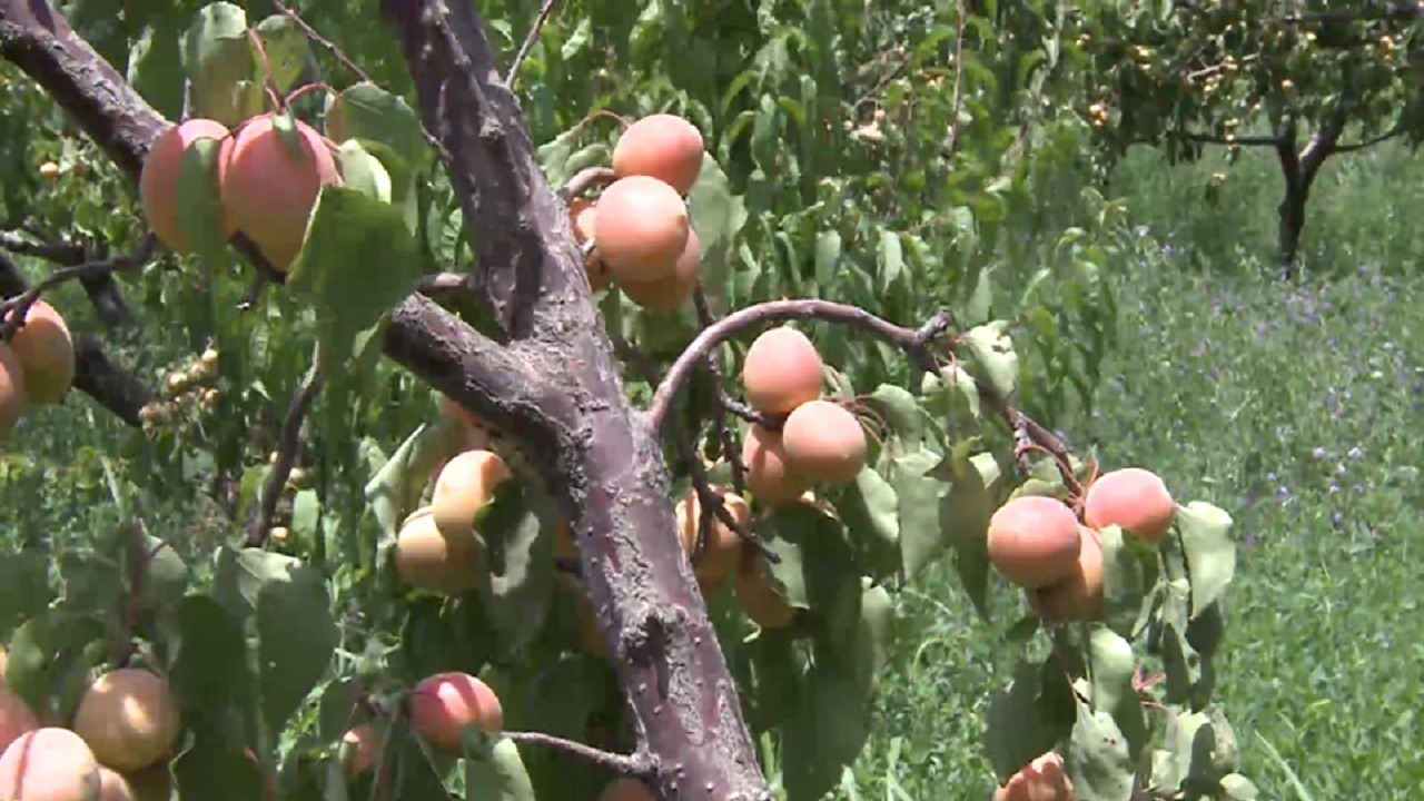 مراغه آماده برداشت سه هزار تن زردآلو از باغات خود است