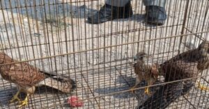 آزادی پنج پرنده شکاری در طبیعت مراغه