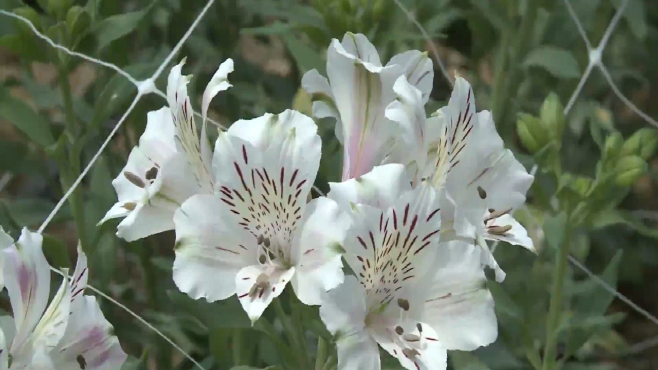 افتتاح گلخانه تحقیقاتی گل‌های شاخه‌بریده در مراغه