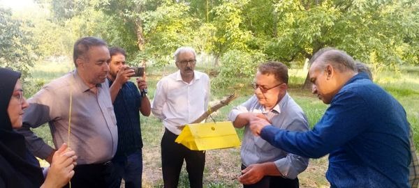 کاهش آفت کرم خراط در گردوی آذربایجان شرقی با مدیریت تلفیقی