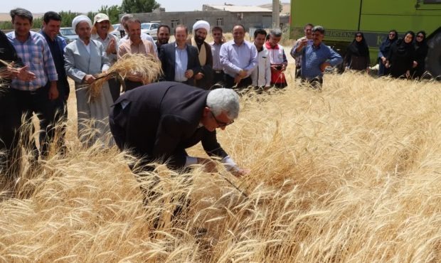برگزاری مراسم شکرگزاری و برداشت نمادین گندم با حضور مدیران استان و شهرستان