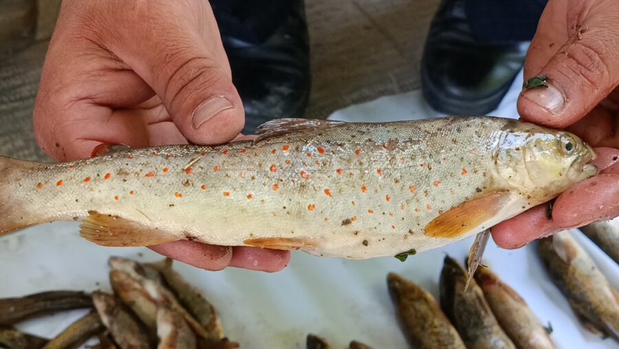 دستگیری صیادان غیرمجاز ماهی خال‌قرمز در مراغه